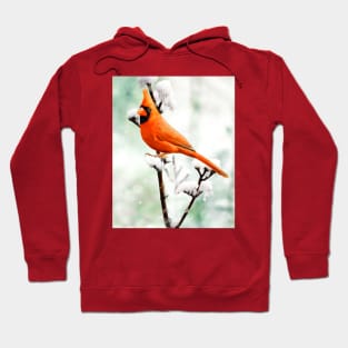 Northern Cardinal Red Bird in Winter Hoodie